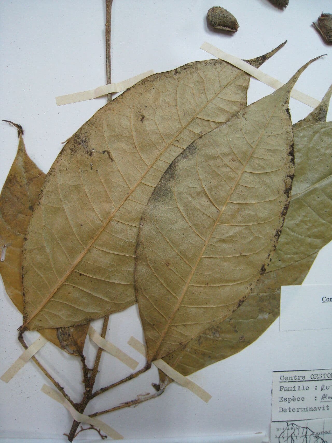 Conchocarpus 24