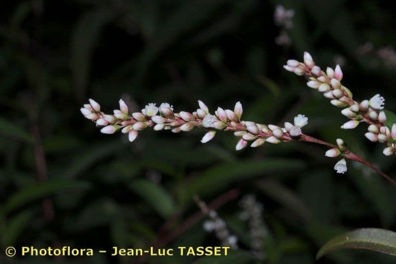 Persicaria ingannevole