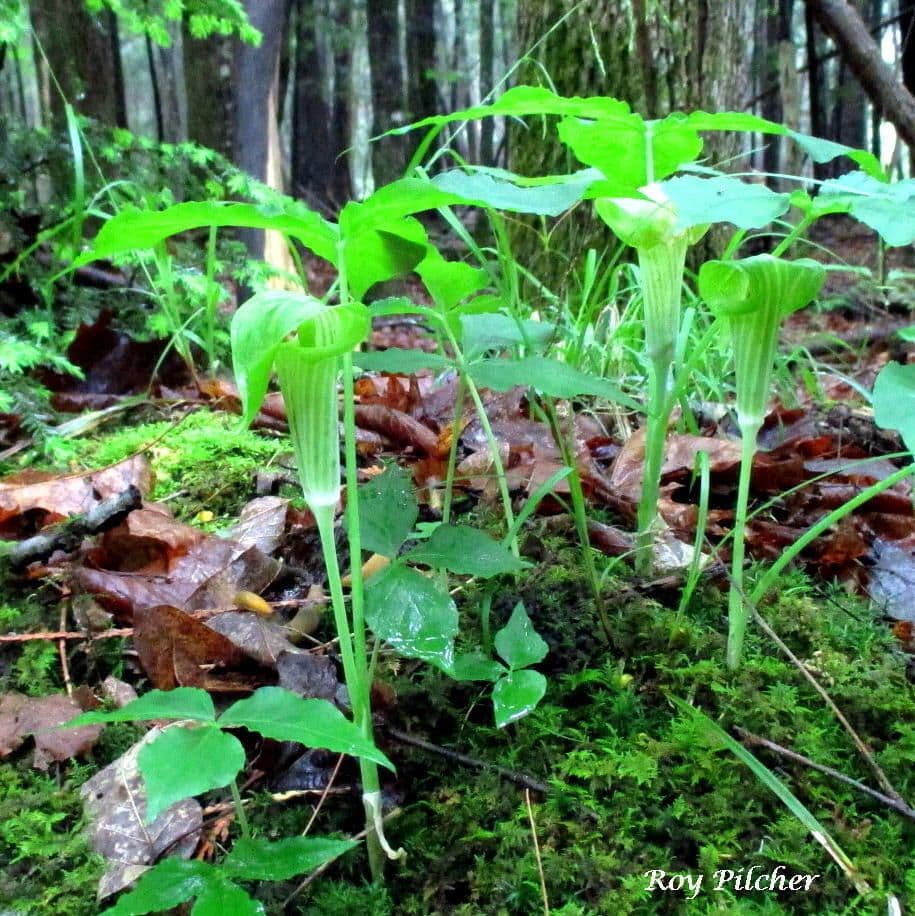 Arisema trójlistna 12