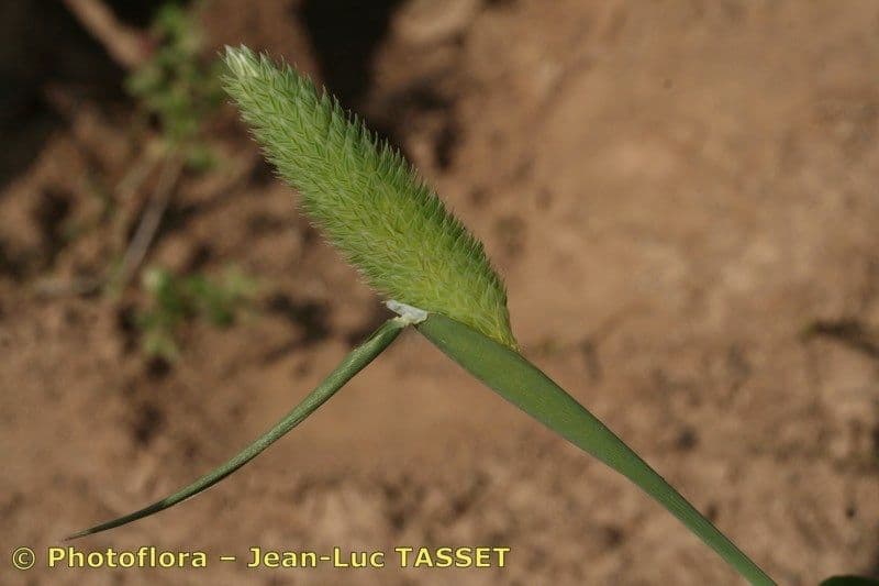 Phalaris