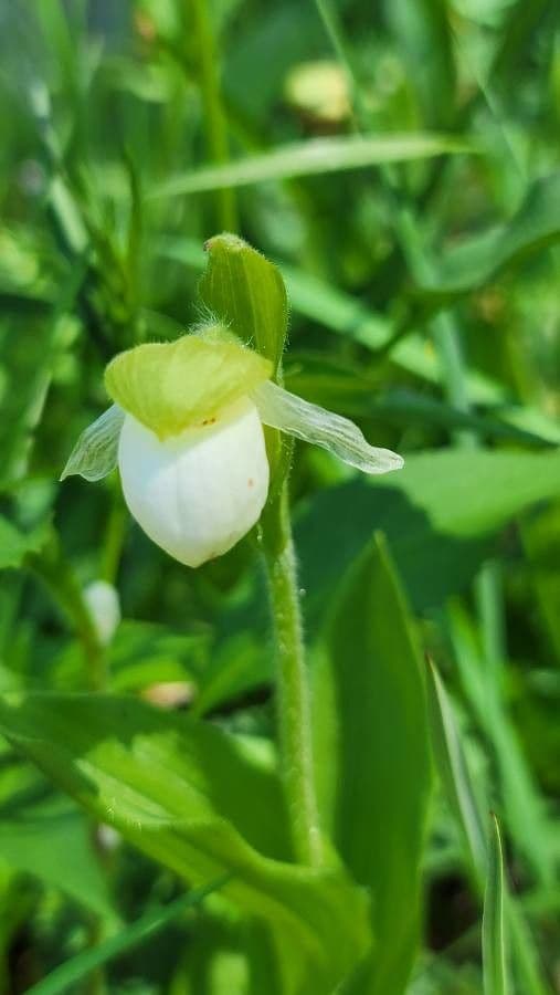 Cipripedio passerino