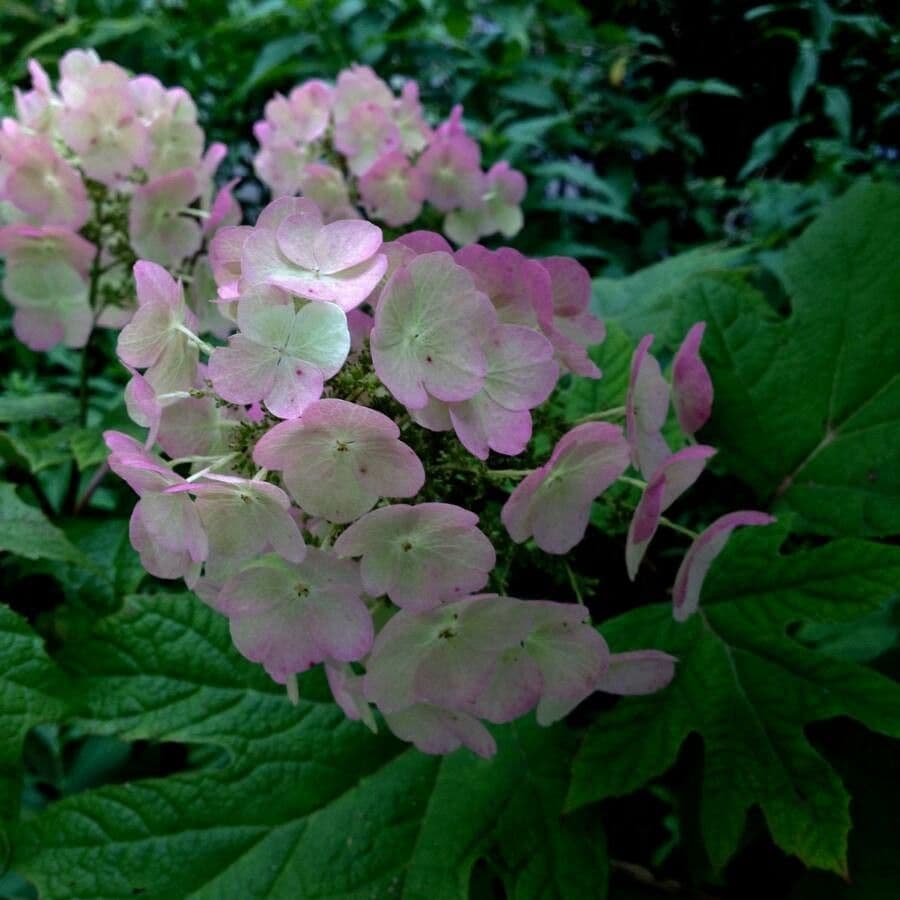Hortenzie" 8