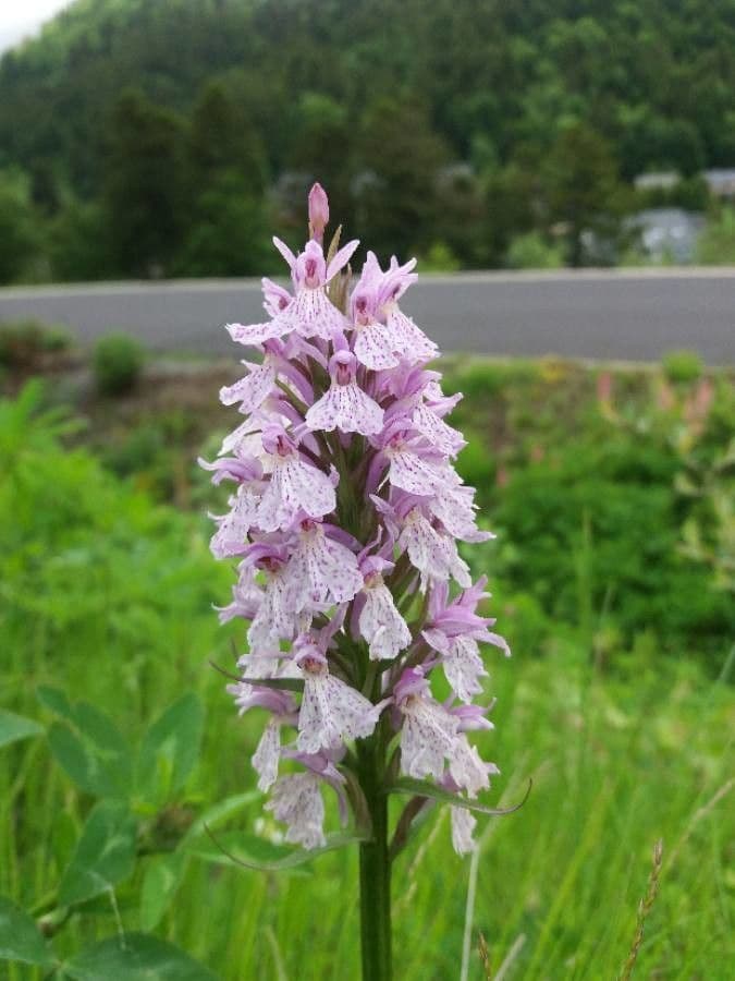Orchidea macchiata 6
