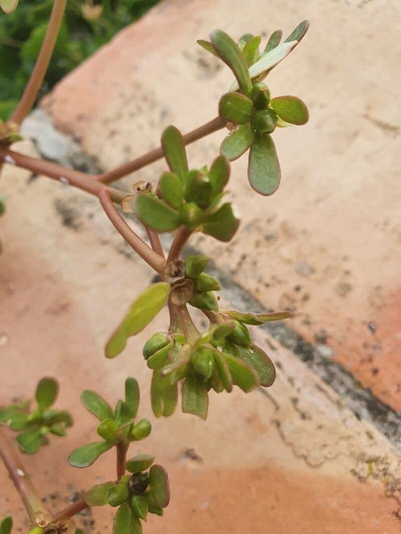 Portulaca 13