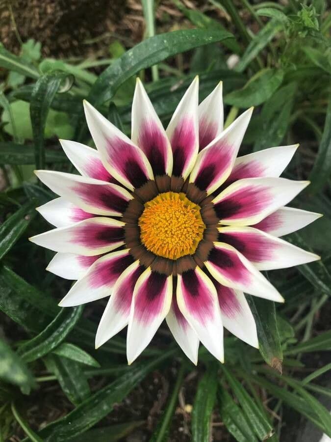 Gazania 10