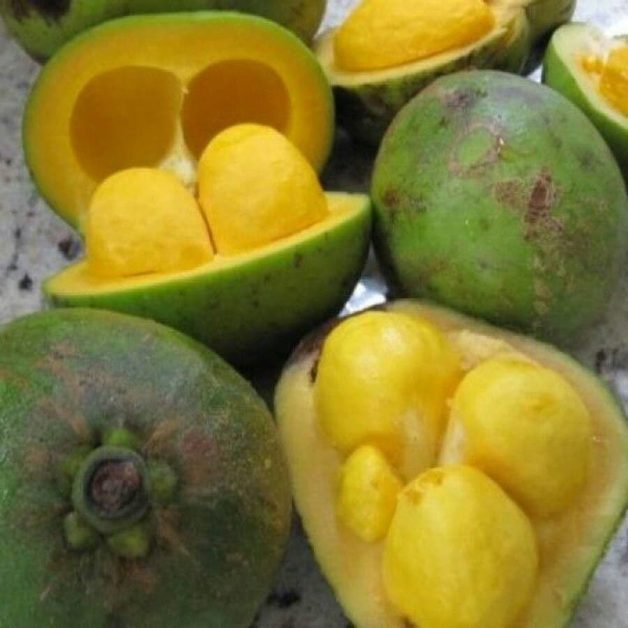 Pequi 4
