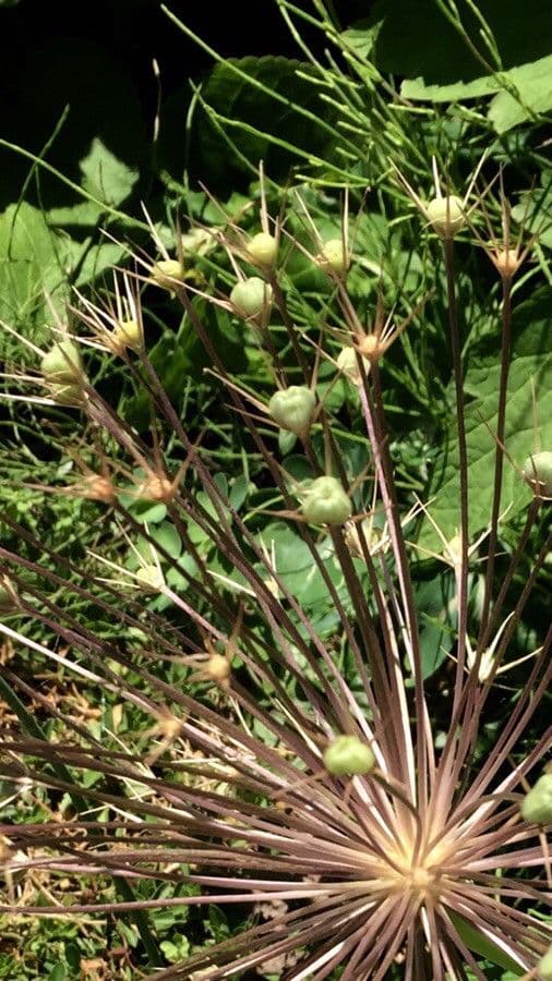 Aglio 3