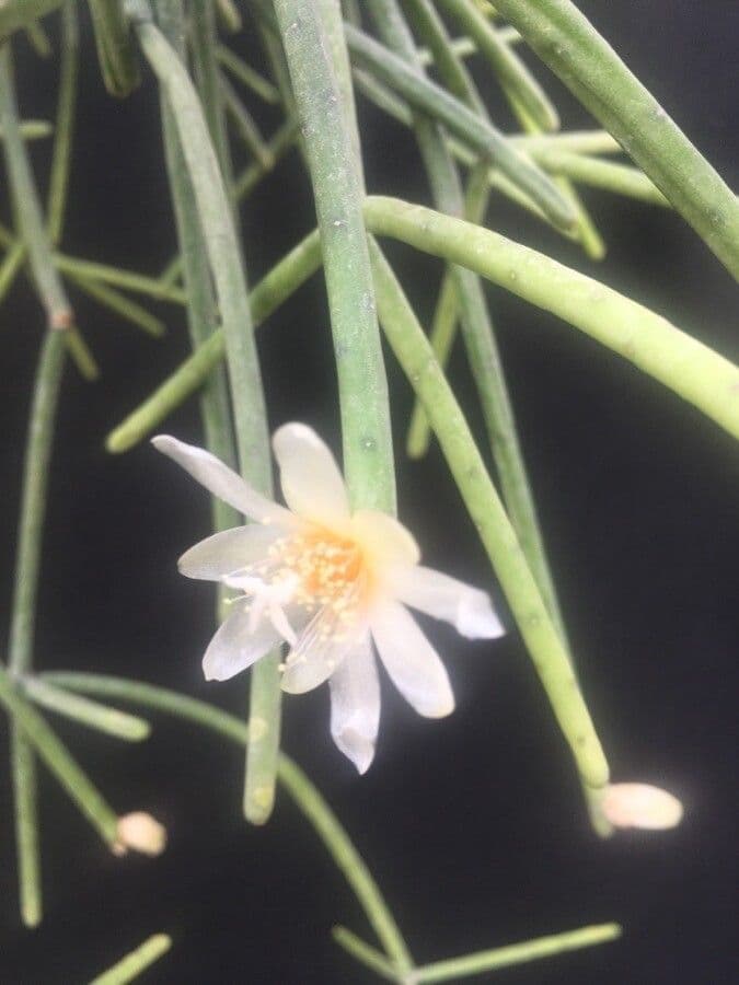 Rhipsalis 4
