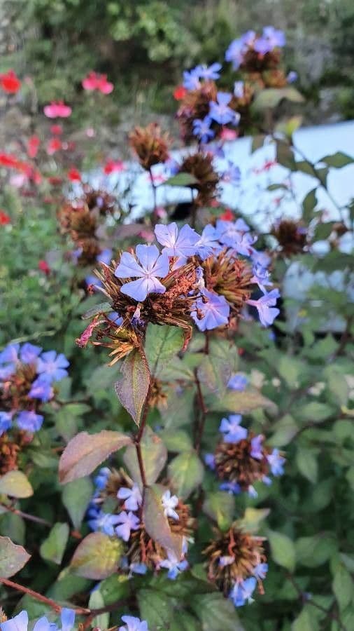 Ceratostigma 6