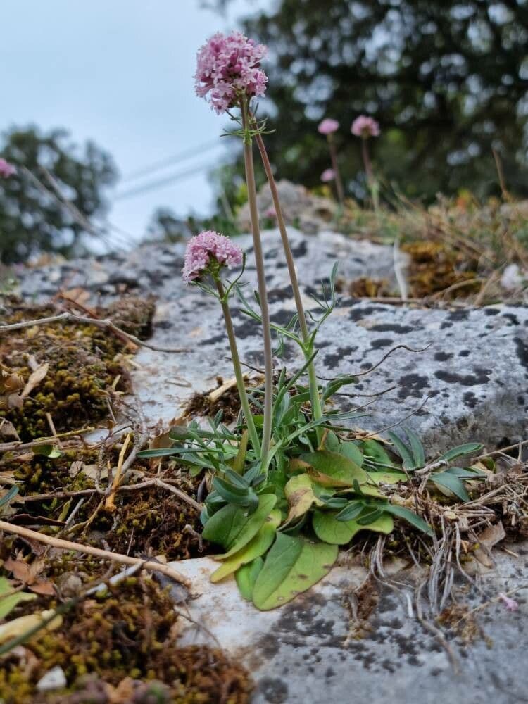Valeriana tuberosa 14