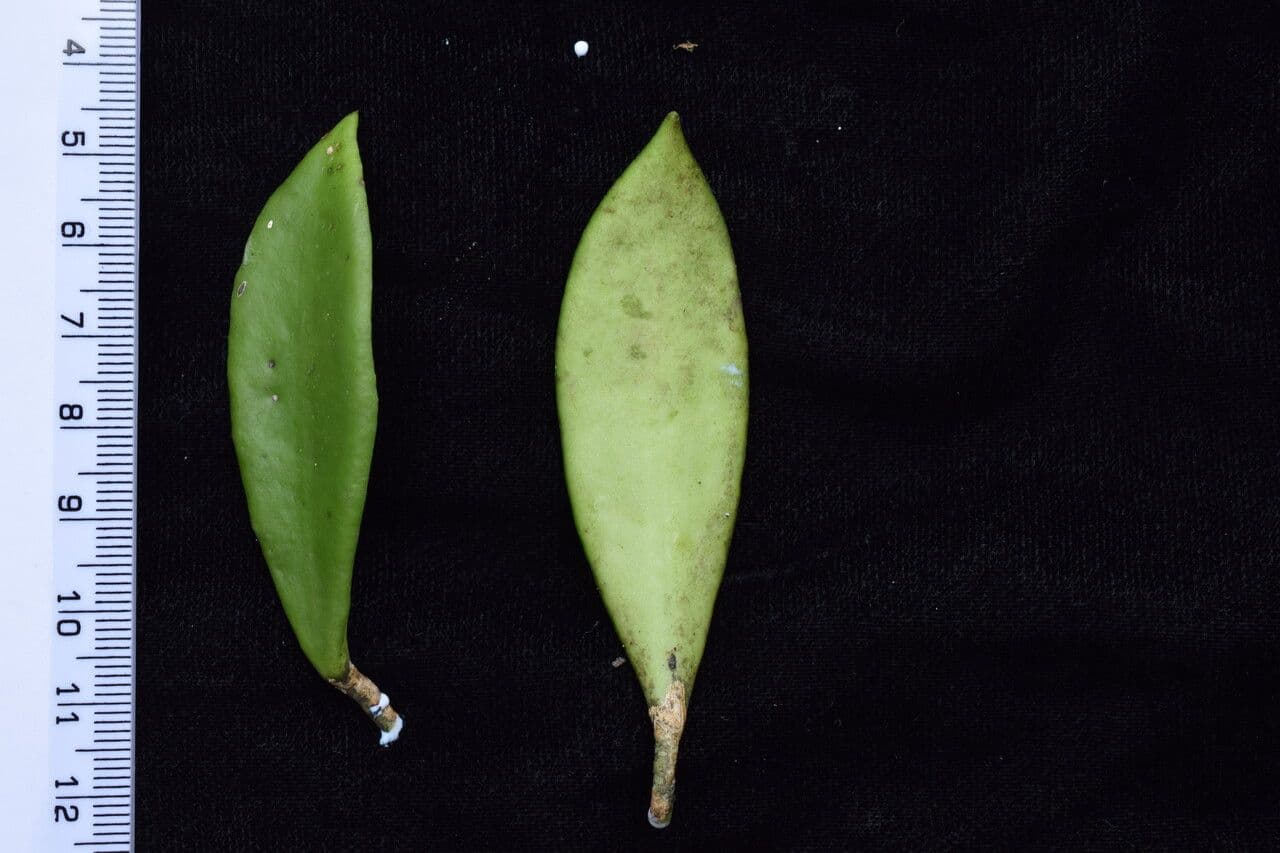 Hoya 9