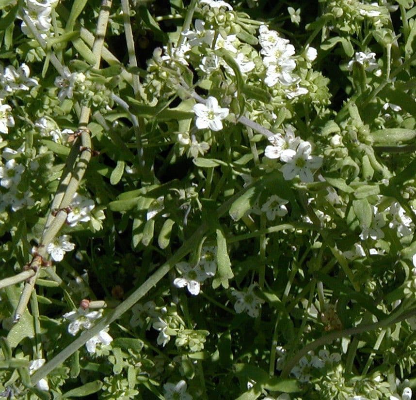Pholistoma membranaceum