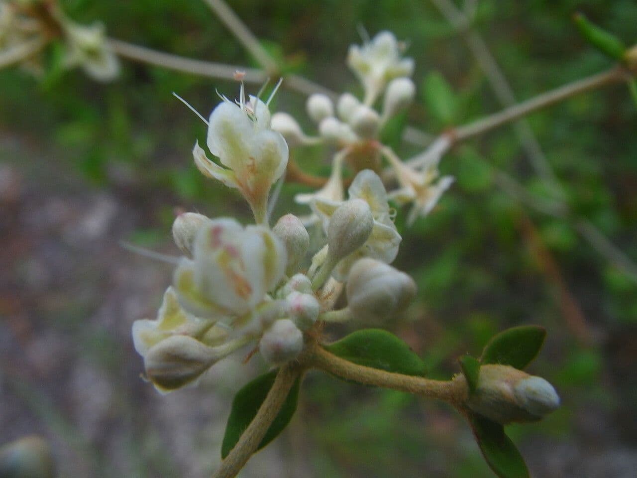 Eriogonum 2