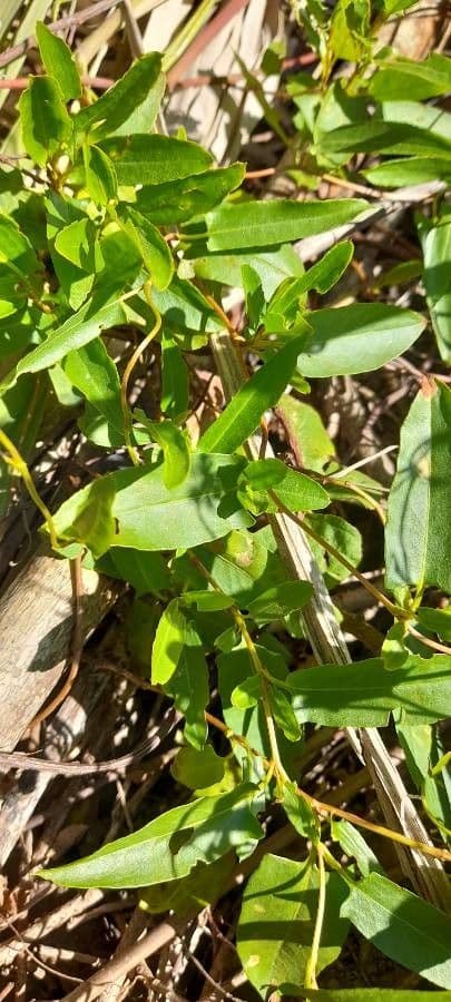 Muehlenbeckia 7