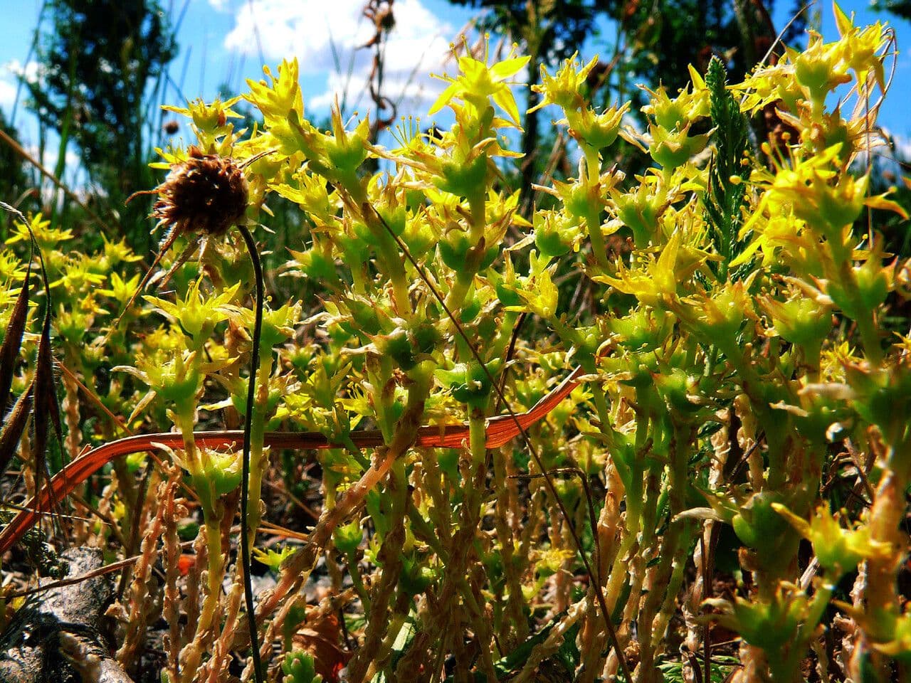 Sedum di Urville 5