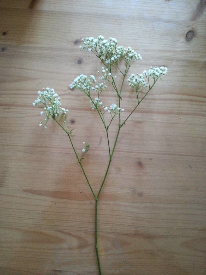 Gipsofila paniculada 23