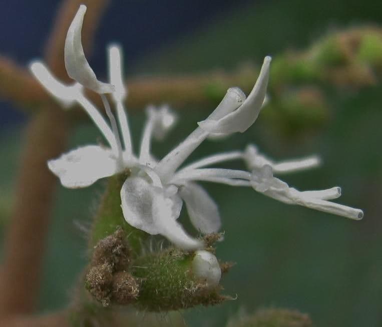 Miconia di Ibagué 4