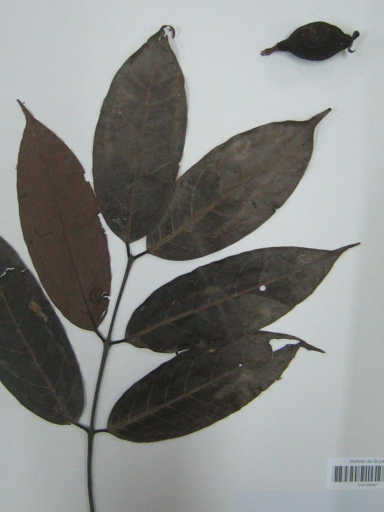Eugenia 2