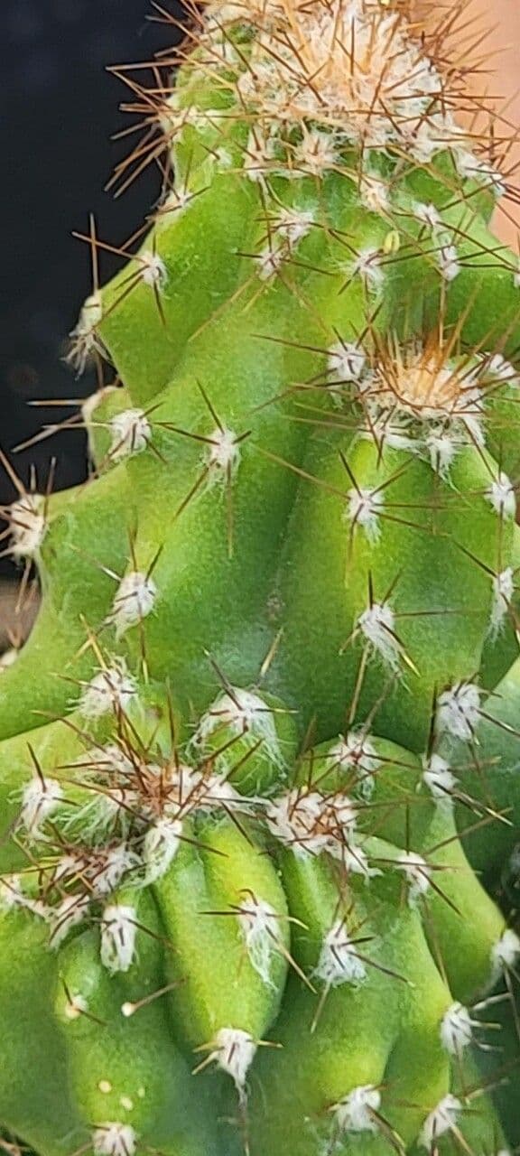 Cactus mela del Perù 22