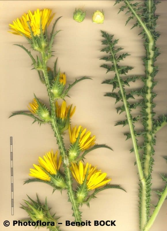 Cardo dorato 22