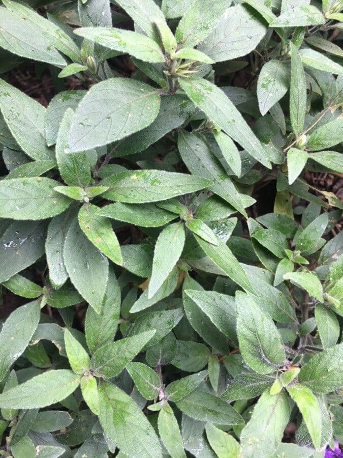 Ruellia 3