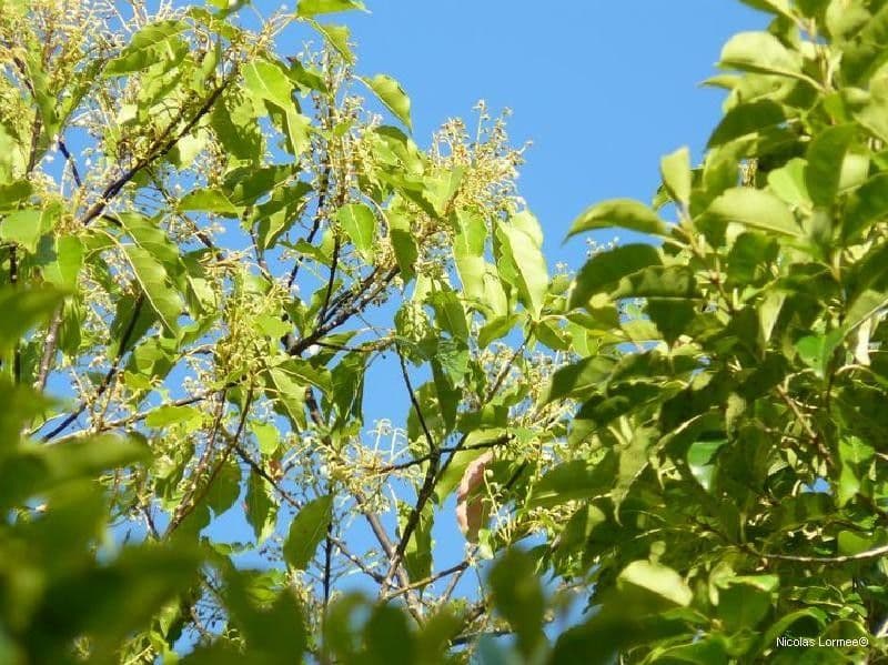Rundblättriger Elaeocarpus 5