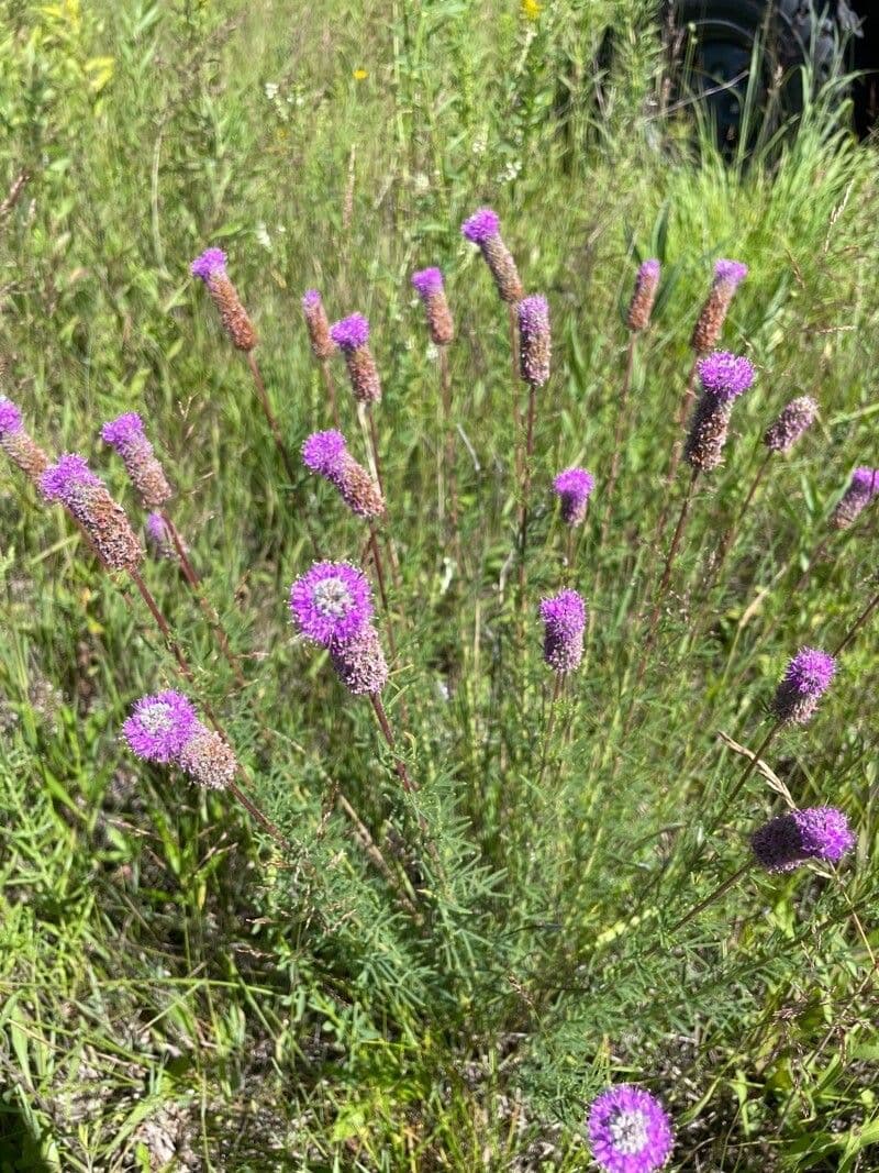 Dalea purpurea 6