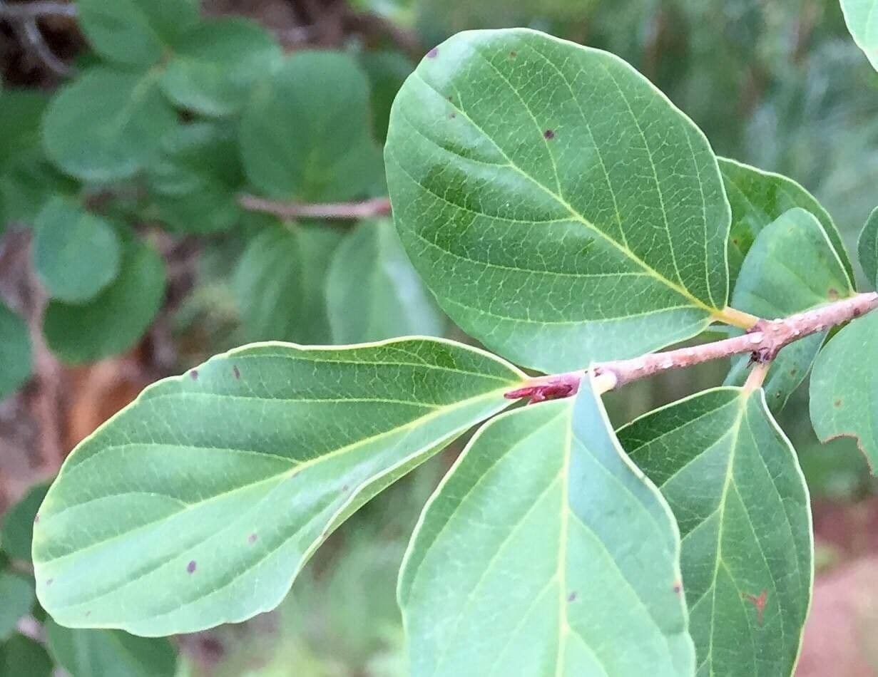 Berchemia zeyheri 8