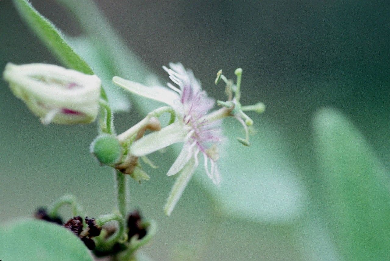Passiflora sexflora 2