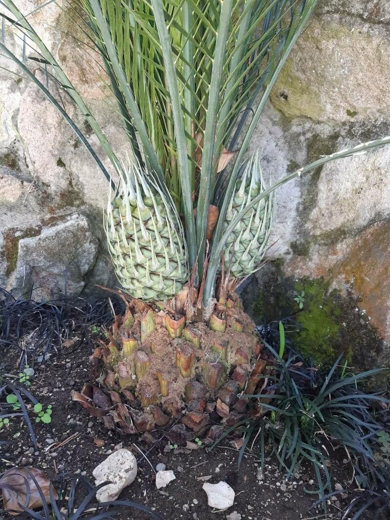 Macrozamia 4