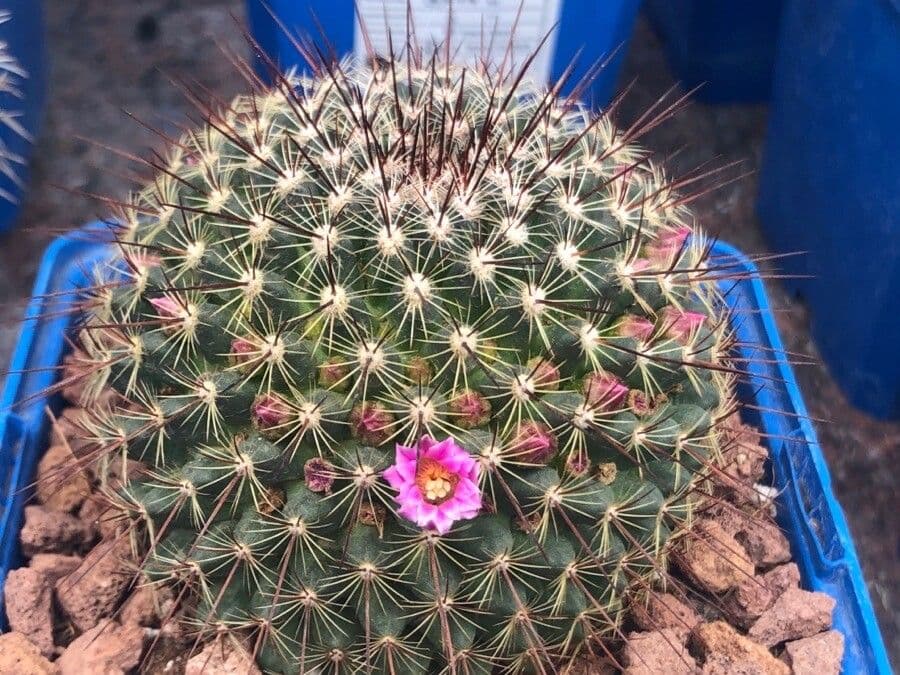 Mammillaria 2