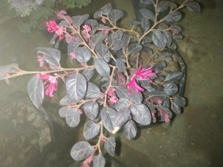 Loropetalum cinese 16