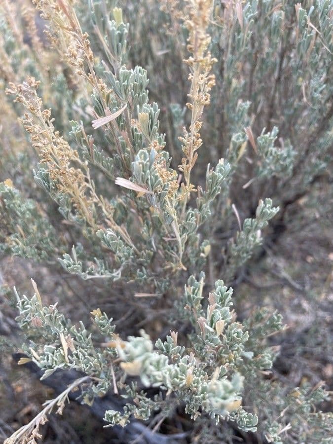 Artemisia tridentata 17