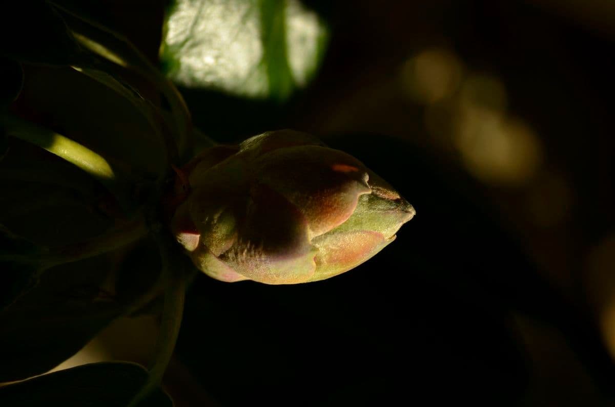 Rododendro 21