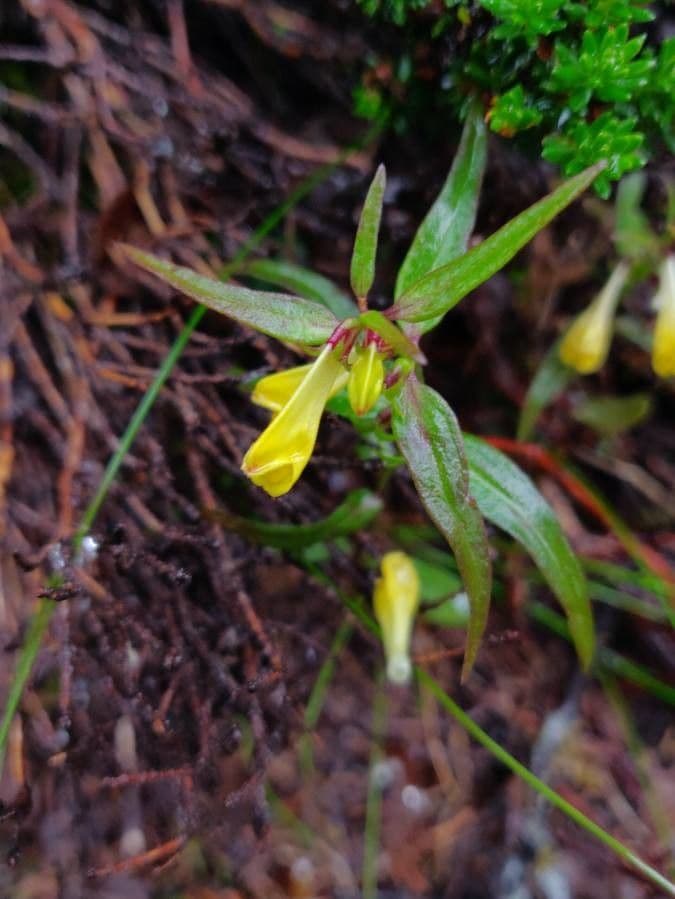 Melampyrum lineare 3