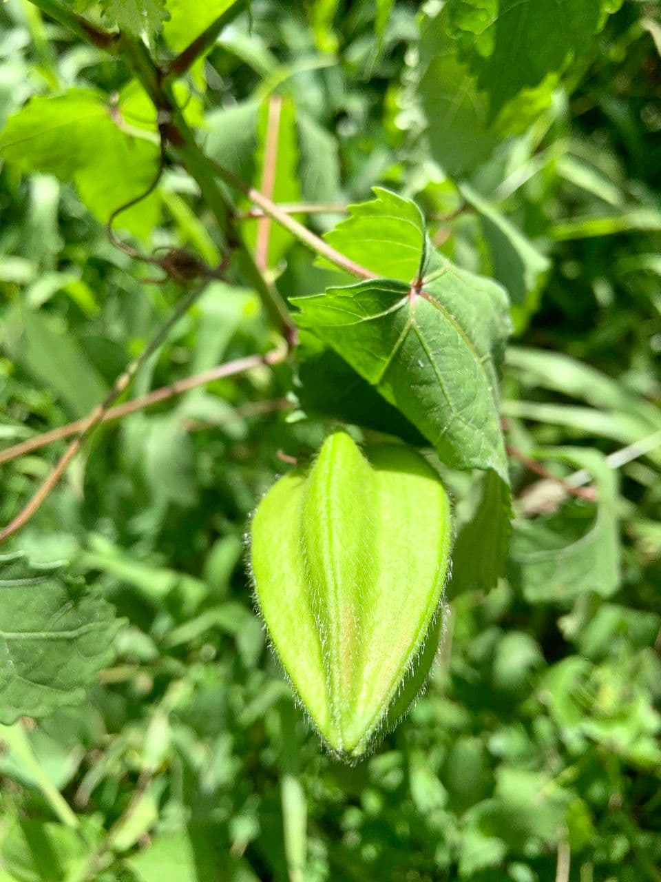 Moschus-Eibisch 18