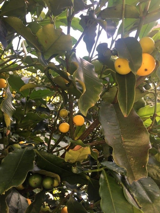 Garcinia brasiliana 5