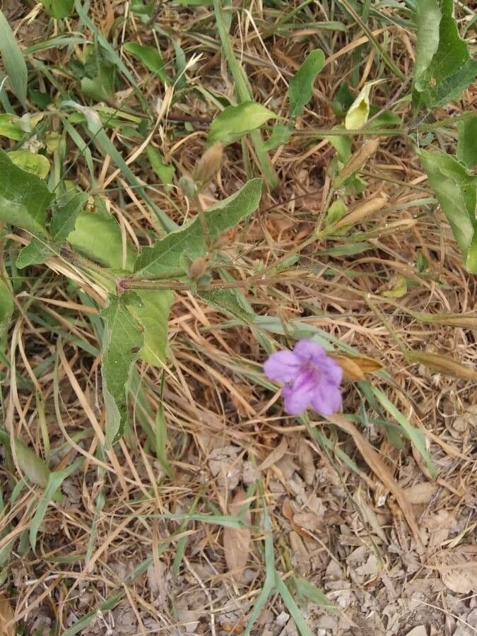 Ruellia 7