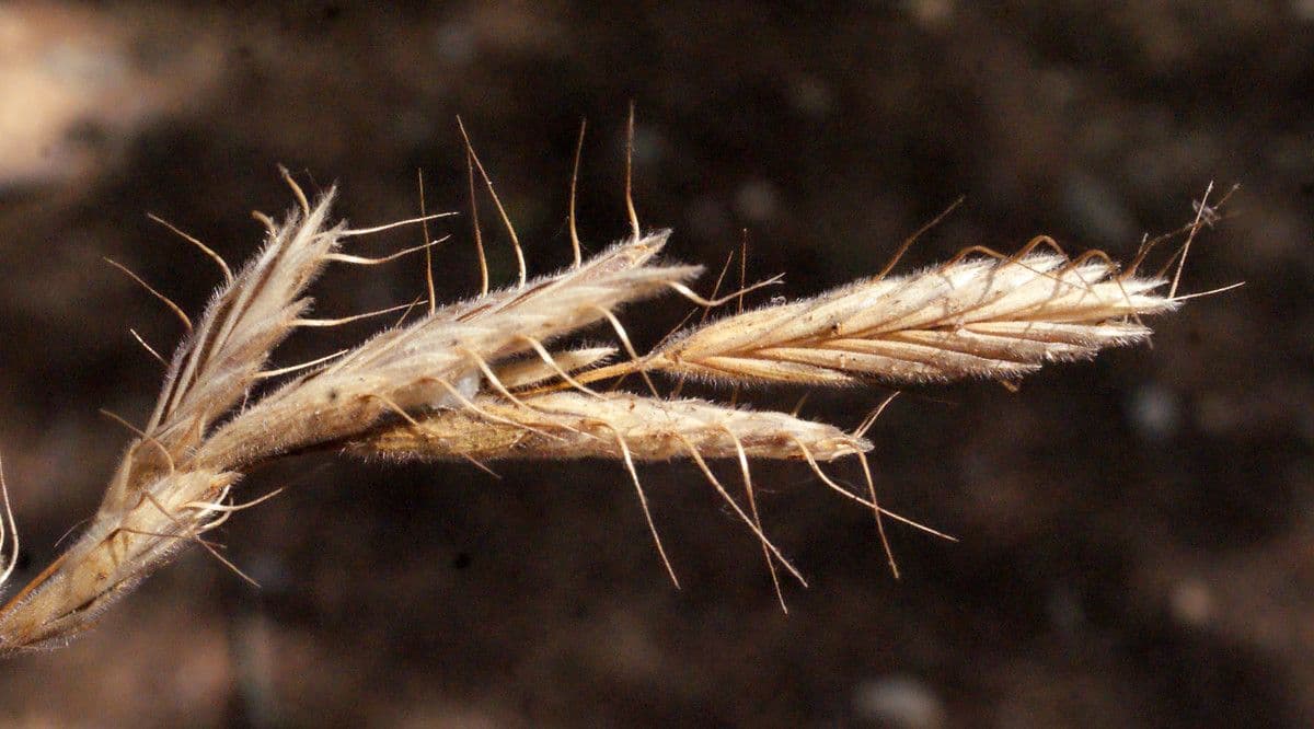 Bromus squarrosus 2