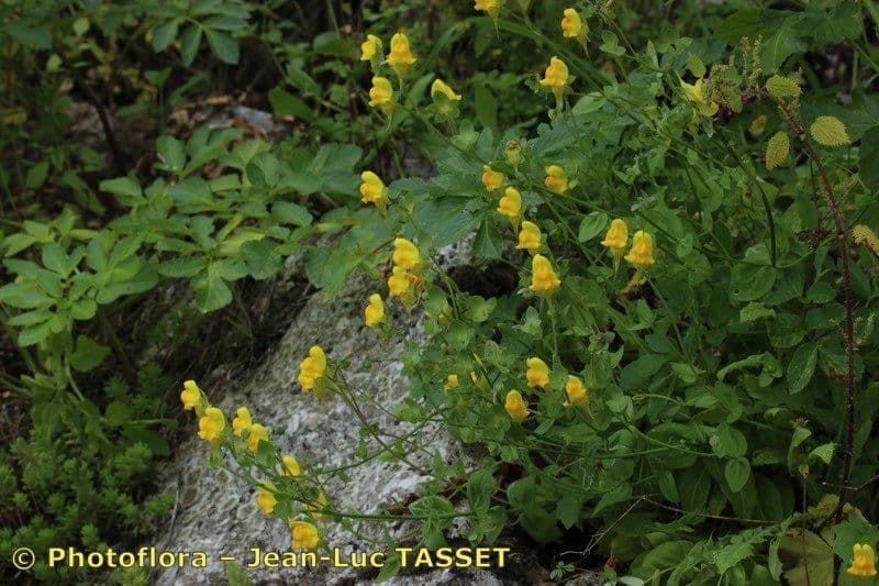 Linaria 9