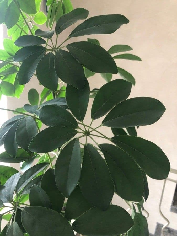 Schefflera 19