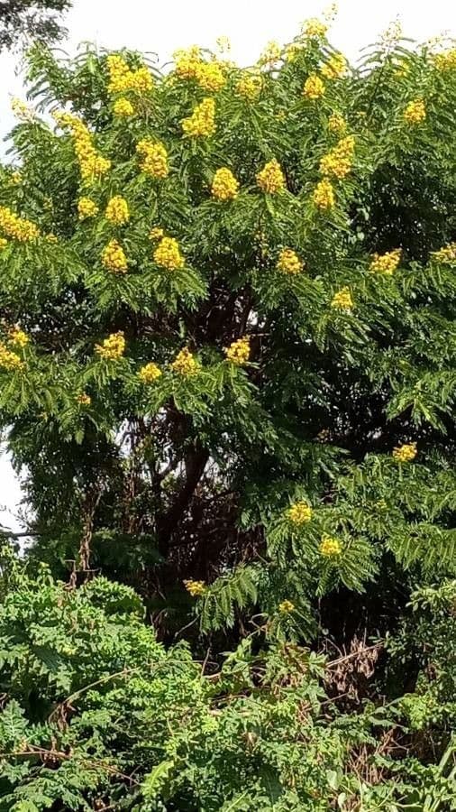 Senna multijuga 14
