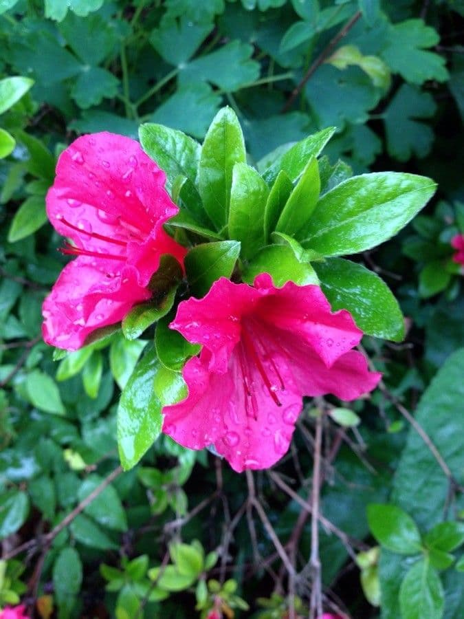 Rhododendron 8