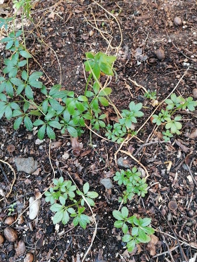 Gynostemma pentaphyllum 6