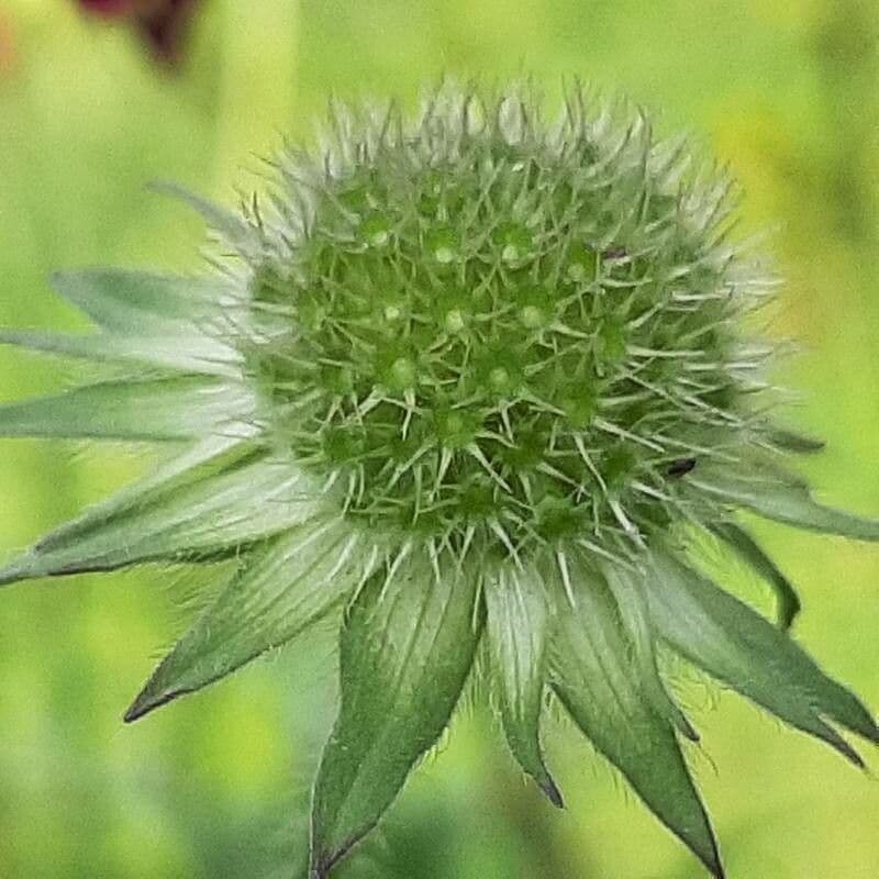 Knautia 2
