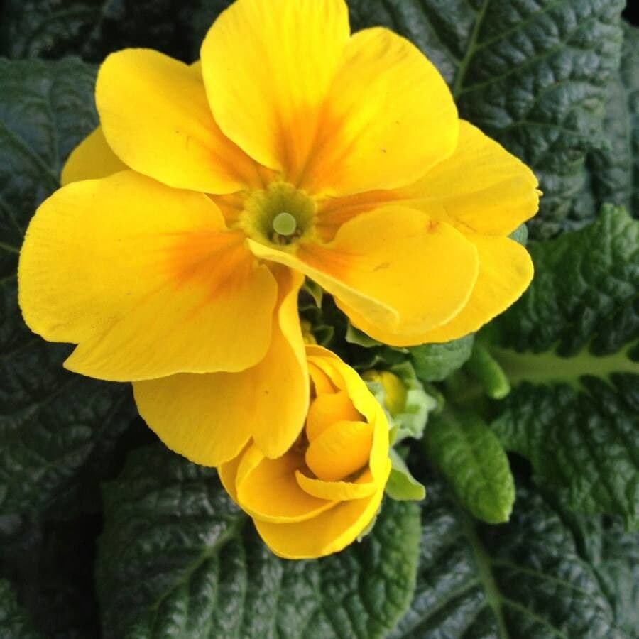 Primula comune 8