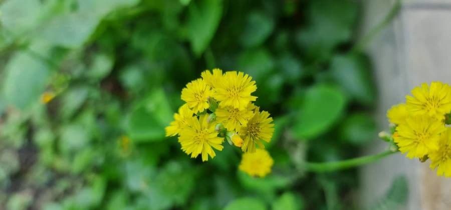 Youngia giapponese 9