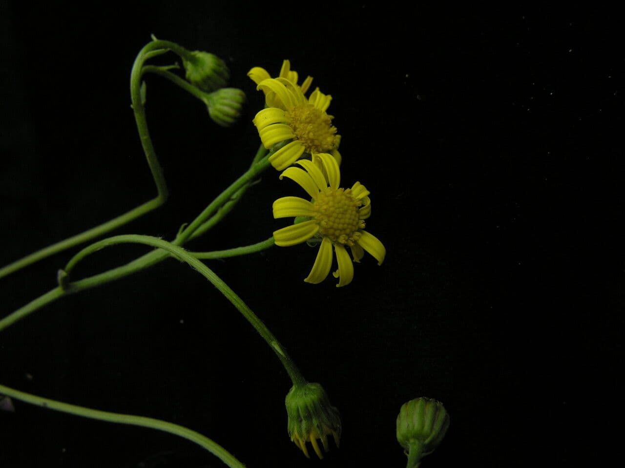 Gynura