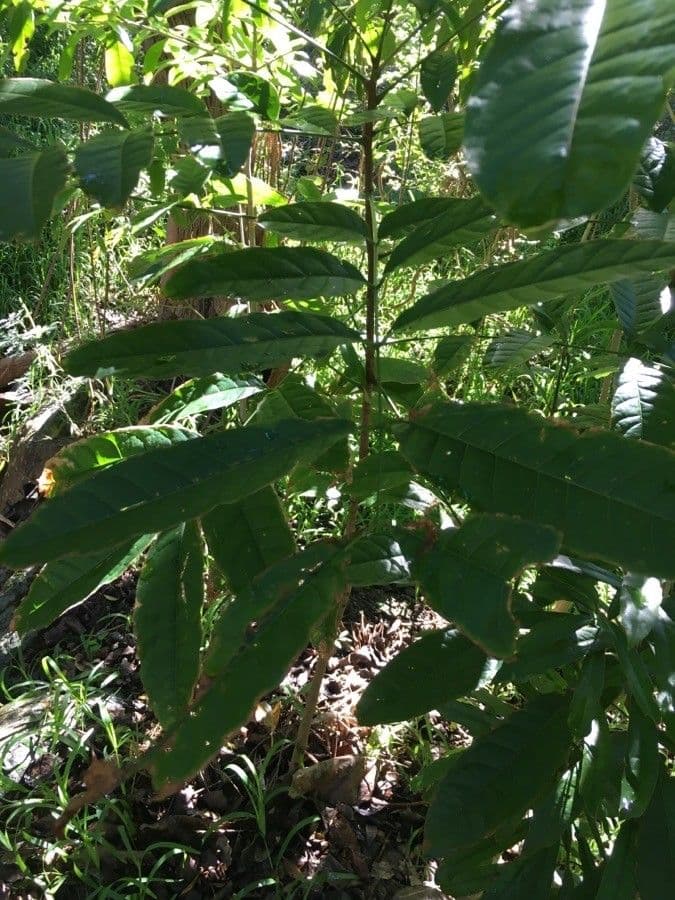 Cupaniopsis 9