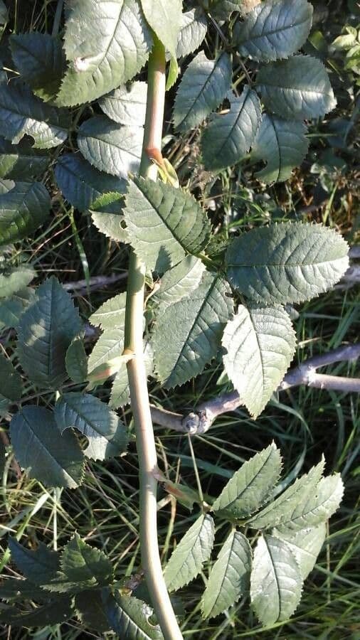 Rosa tomentosa 16